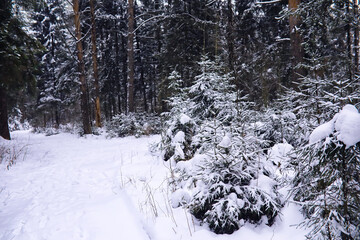 Fototapeta premium The forest is covered with snow. Frost and snowfall in the park. Winter snowy frosty landscape.