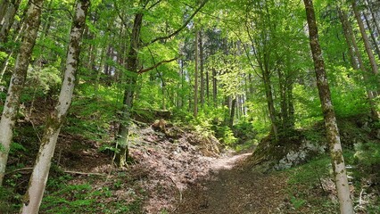 Austria woods forest nature landscape photography