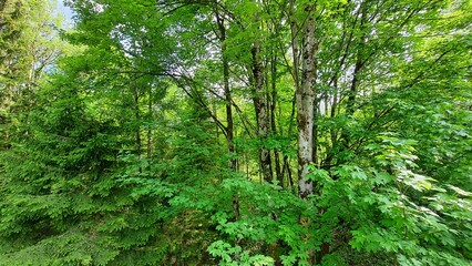 Austria woods forest nature landscape photography