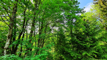Austria woods forest nature landscape photography