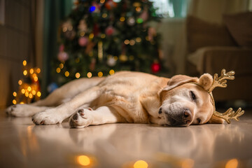 cute funny Labrador dog with deer horns on the background of a Christmas tree. christmas lights, christmas greeting card