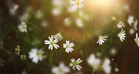 The first flowers against the background of green spring. Spring bloom.