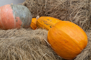 Large pumpkins on hey
