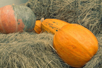 Large pumpkins on hay