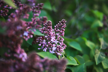 Spring bloom. The first flowers against the background of green spring.