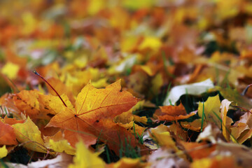 Beautiful autumn park. Russian North. Autumn trees and leaves. Autumn Landscape.Park in Autumn. Forest in Autumn.