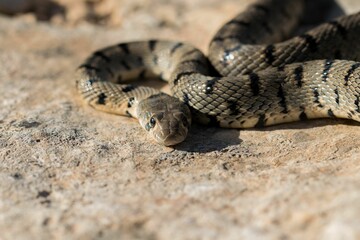 An Algerian Whip Snake, Hemorrhois algirus, found on the Island of Malta, there known as Serp Ahdar
