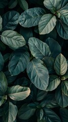 Dark green leaves background