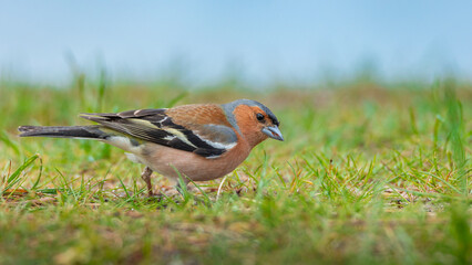 Zięba Fringilla coelebs