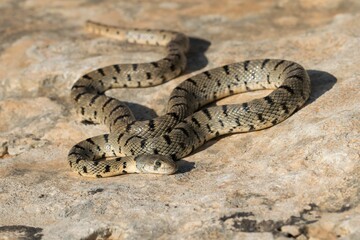 Fototapeta premium An Algerian Whip Snake, Hemorrhois algirus, found on the Island of Malta, there known as Serp Ahdar