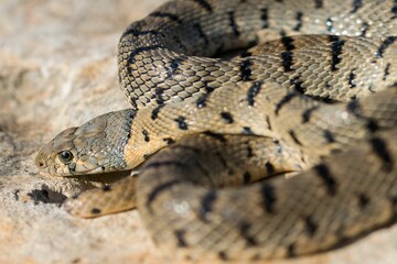 An Algerian Whip Snake, Hemorrhois algirus, found on the Island of Malta, there known as Serp Ahdar