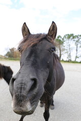 Obraz premium Caballos salvajes