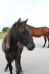 Caballos salvajes