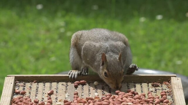 Grey Squirrel (Sciurus carolinensis) climbing onto a garden bird table and eating peanuts. Kent, UK [Slow motion x5]
