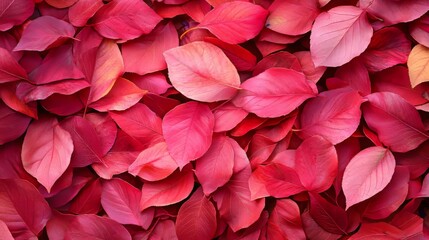 Pink leaves fall background, autumn concept background