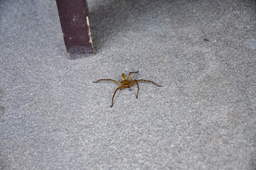 Big spider in hotel in Thailand
