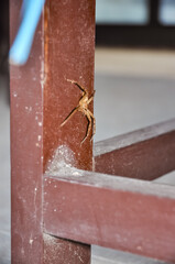Big spider in hotel in Thailand