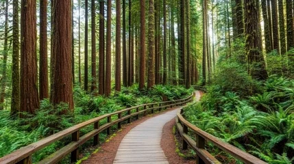 Gardinen Serene forest pathway surrounded by tall trees. © Wan