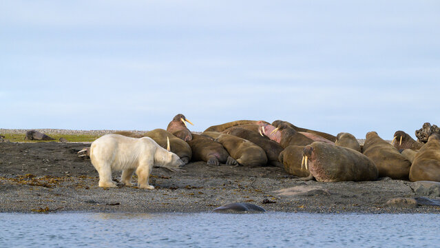 Polar bear and walruses on land, Svalbard, Norway