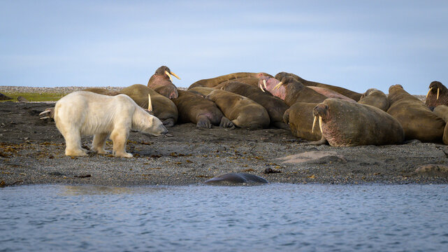 Polar bear and walruses on land, Svalbard, Norway
