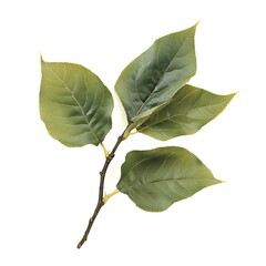 Balsam poplar isolated on a with a white background