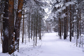 Naklejka premium The forest is covered with snow. Frost and snowfall in the park. Winter snowy frosty landscape.