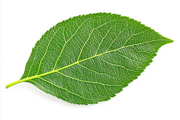 Close-up of a vibrant green leaf on white background.