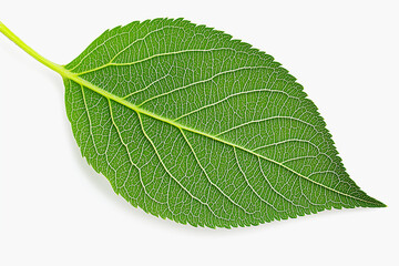 Obraz premium Close-up of a vibrant green leaf on white background.