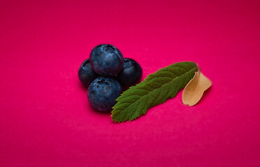 Blueberries with leaves on a red background plain