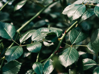 Plant leaves
