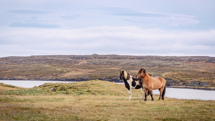 horses in iceland