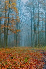 Polish golden autumn. Polska złota jesień.