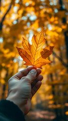 A woman's hand in a white glove holds a yellow autumn maple leaf.