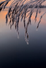 A branch of a plant covered with frost. Macro nature. Natural background. Sunset, sunrise, Lake shore. The reflection of the sky in the water. Copy space