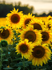 Obraz premium The sun team - Das Sonnenteam