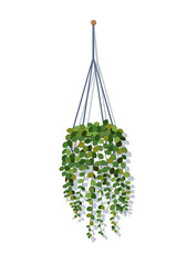 House plant in macrame hanging pot. Green houseplant on background of white wall. Ecological decoration for home. Stock vector illustration.