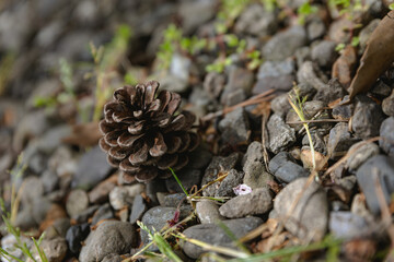 a pine cone lying on the ground, surrounded by fallen twigs and leaves, a calm, serene image that conveys the subtle beauty found in nature