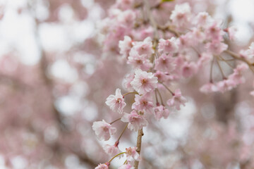 a beautiful full bloom of cherry flowers, with delicate and airy petals swaying gently in the breeze,national flower of Japan, elegant pink petals
