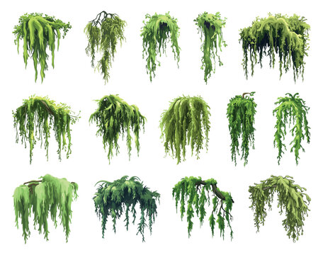 Green jungle moss set. Marsh forest plant. Creeping grouth lichen hanging on the tree brunches. Botanical exotic nature design element for game apps decoration. Cartoon style isolated vector clipart