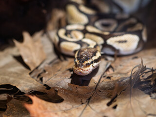 Royal Python- Python regius- partial view