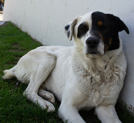 a unique stray dog ​​with a biology chimera