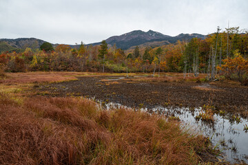 紅葉する木々と乗鞍岳　乗鞍高原