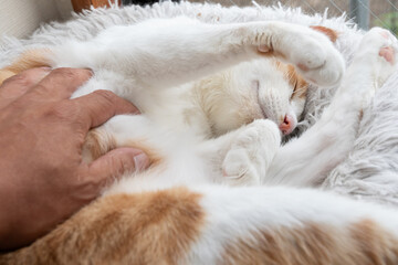 猫のお腹を撫でる飼い主　茶トラ白