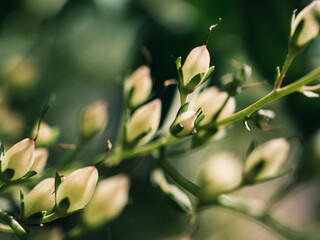 Flower buds