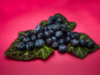 Blueberries with leaves on a red background plain