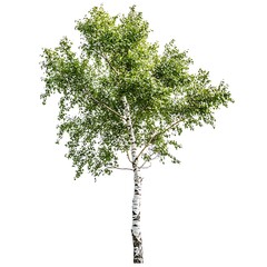 Birch isolated on a white background, close up