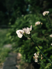 white butterfly on a flower