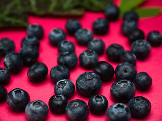 Blueberries with leaves on a red background plain