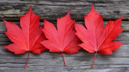 Obraz premium Vibrant red maple leaves on rustic wood, a captivating autumn scene three