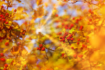 Berry of hawthorn over blue sky background. Autumn natural background